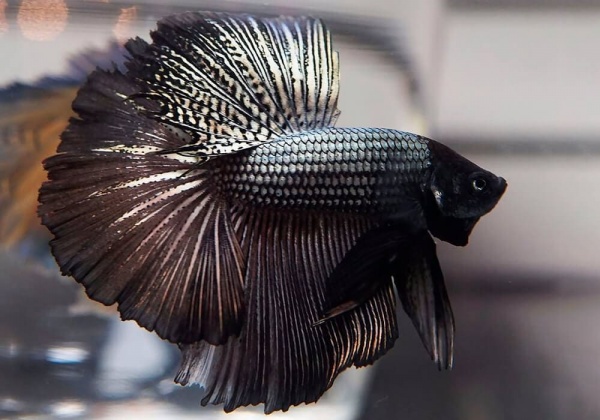 Петушок Супер Дельта черный дракон самец (betta-MALE super-delta-black-)