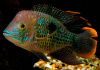 Акара бирюзовая (aequidens rivulatus)