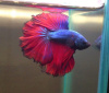 Петушок Халф Мун сине красный самец (Betta male Halfmoon bicolor red blue)