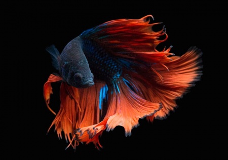 Петушок Халф Мун двухвостый красно-синий самец (Betta male Halfmoo Double Tail)