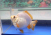 Риукин белый короткохвостый (Goldfish Ryukin white short tail)