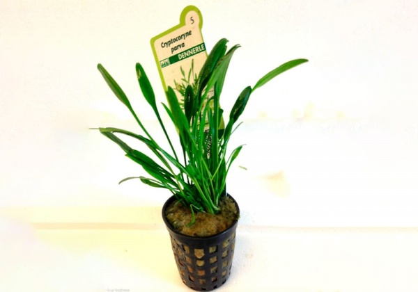 Криптокорина парва или Криптокорина карликовая (Cryptocoryne parva)