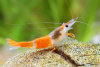 Креветка Рили Orange Rili Br Shrimp  (Neocaridina heteropoda)