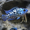 Цихлазома Блю Демпси (Rocio octofasciata Blue Jack Dempsey) 3,5-4,5 см