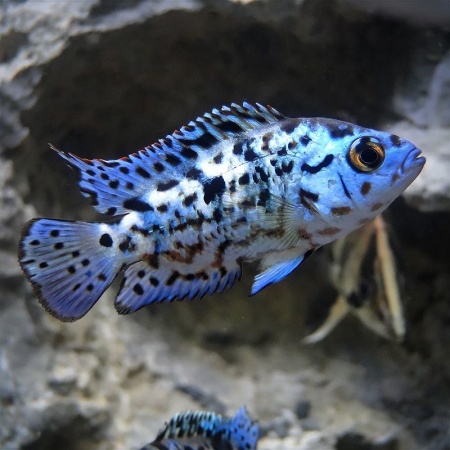 Цихлазома Блю Демпси (Rocio octofasciata Blue Jack Dempsey) 3,5-4,5 см
