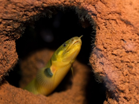 Каламоихт Калабарский [Calamoichthys calabaricus] Рыба-змея