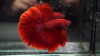 Петушок Супер Дельта красный самец (Betta-splendens-Super-Delta-Pink-Butter)