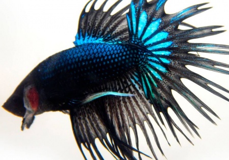 Петушок Коронохвостый черная орхидея самец (Betta-male-crown-tail-black-Orchid)