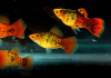Пецилия закат ситцевый (Xiphophorus maculatus sunset calico Platy)