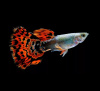 Гуппи красная мозаика (Poecilia reticulata red mosaic)