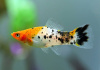 Меченосец Геллера трехцветный (Xiphophorus helleri Tricolor)