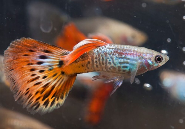 Гуппи красная кобра (Guppy Cobra red)
