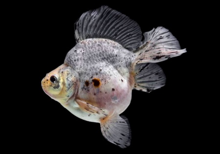 Риукин черно-белый (Goldfish Ryukin black-white)