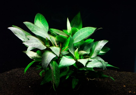 Гигрофила лимонник Компакт (Hygrophila corymbosa Compact)