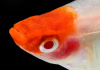 Меченосец Геллера кои красноглазый (Xiphophorus helleri Koi Red Eye)