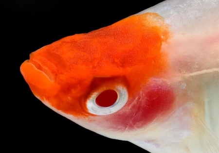Меченосец Геллера кои красноглазый (Xiphophorus helleri Koi Red Eye)