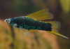 Меченосец Геллера черный флаговый (Xiphophorus helleri Black Sword Hi Fin)