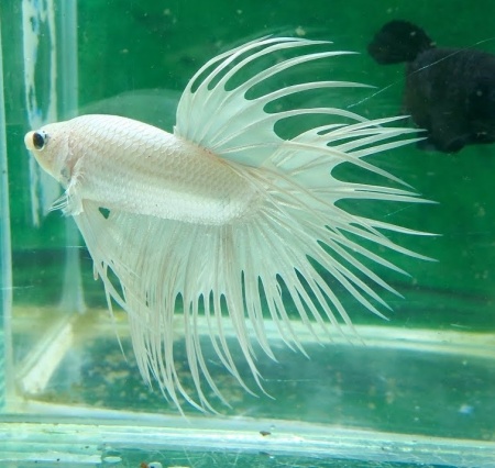 Петушок Коронохвостый белый самец (betta-crown-tail-white)