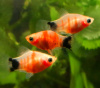 Пецилия красное сердце (Xiphophorus maculatus Bleeding Heart Platy)