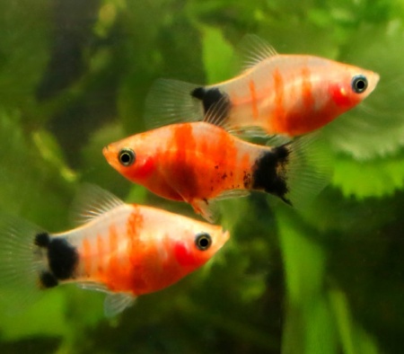 Пецилия красное сердце (Xiphophorus maculatus Bleeding Heart Platy)