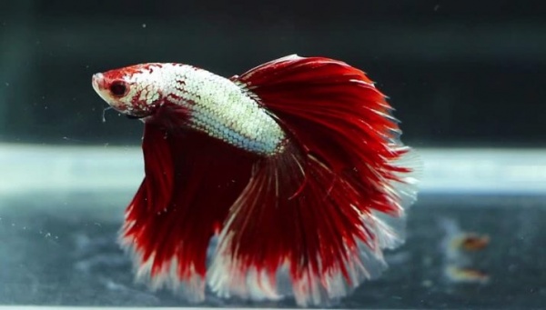 Петушок Супер Дельта красно белый самец (Betta male Super Delta-red-white)