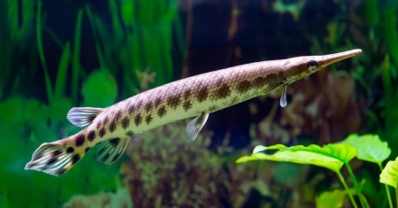 Щука Пятнистый Флоридский Панцирник (Lepisosteus oculatus) 7 м