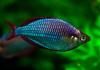 Радужница Неоновая (Melanotaenia Praecox)