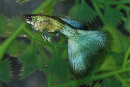 Гуппи Московский малахит самец (Guppy Green malakhit)