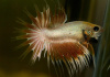 Петушок Коронохвостый золотой самец (Betta-splendens-crown-tail-gold)