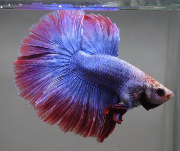 Петушок Супер Дельта красно-фиолетовый самец (Betta Super Delta betta-red-violet-suite-)