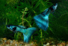 Гуппи синий московский (Guppy Moscow Blue)