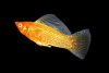 Моллинезия оранжевая альбино парусный (Poecilia velifera Gold Molly sailfin)