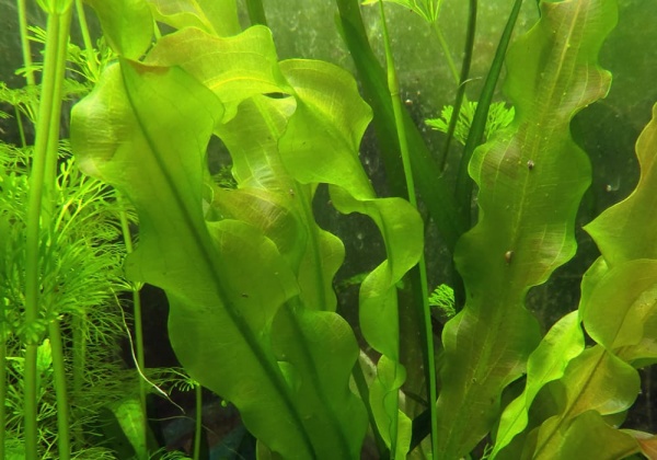 Апоногетон ульвовидный  (Aponogeton ulvaceus)