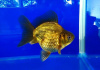 Риукин коричневый (Goldfish Ryukin brown)