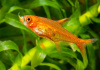 Тетра Аманда (Hyphessobrycon Amandae) 1,8  см