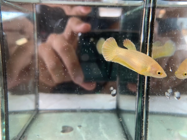 Петушок самка (курочка) Супер Дельта Золотая  (Betta fish female Gold) 3-3,5 см