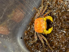 Краб Вампир Априкот САМКА (Geosesarma bicolor sp.APRIKOT female)