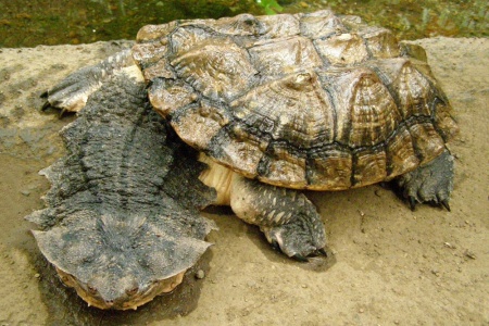 (Черепаха Мата Мата Chelus fimbriata)  7-8 СМ ПО ПАНЦИРЮ.
