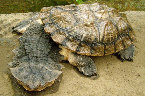 (Черепаха Мата Мата Chelus fimbriata)  7-8 СМ ПО ПАНЦИРЮ.