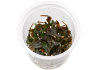 Криптокорина Вендта коричневая (Cryptocoryne-wendtii var. Brown)