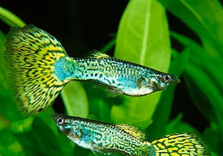 Гуппи кобра зеленая (Guppy Cobra green)