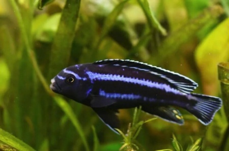Цихлида Меланохромис Майнгано (Pseudotropheus cyaneorhabdos)