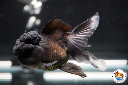 Оранда черная (Goldfish Oranda black) 10-12 см
