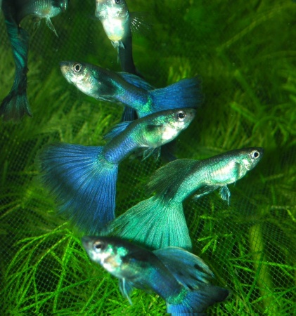 Гуппи синий неон (Poecilia reticulata neon blue)