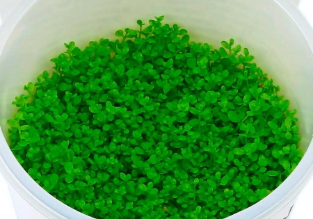 Хемиантус Куба каллитрихоидес (Hemianthus callitrichoides Cuba)