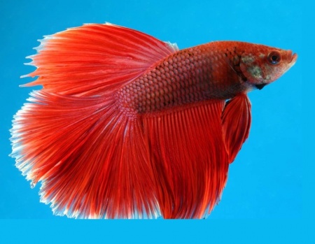 Петушок Супер Дельта красный самец (Betta-splendens-Super-Delta-Pink-Butter)