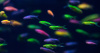 Данио рерио Глофиш зеленый (Danio rerio glofish)