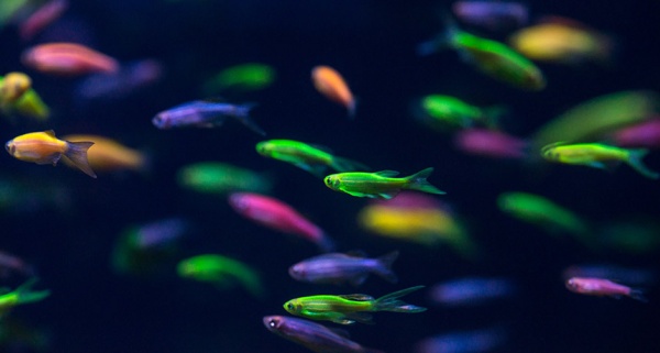 Данио рерио Глофиш зеленый (Danio rerio glofish)