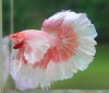 Петушок Халф Мун дамбо розовая бабочка самец ( betta male halfmoon pink dambol)