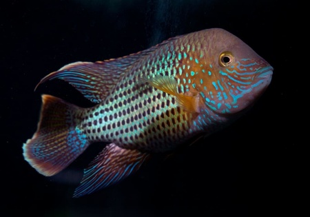Акара бирюзовая (aequidens rivulatus)